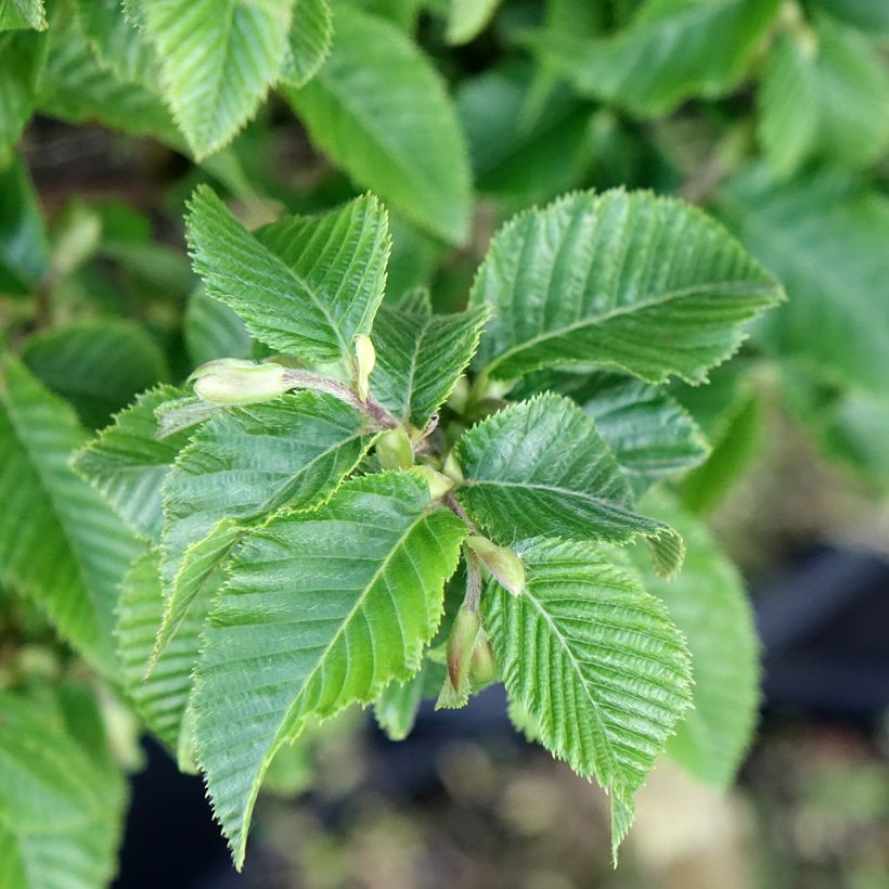Europäische Hopfenbuche Marja Findling - Ostrya carpinifolia (Laub)
