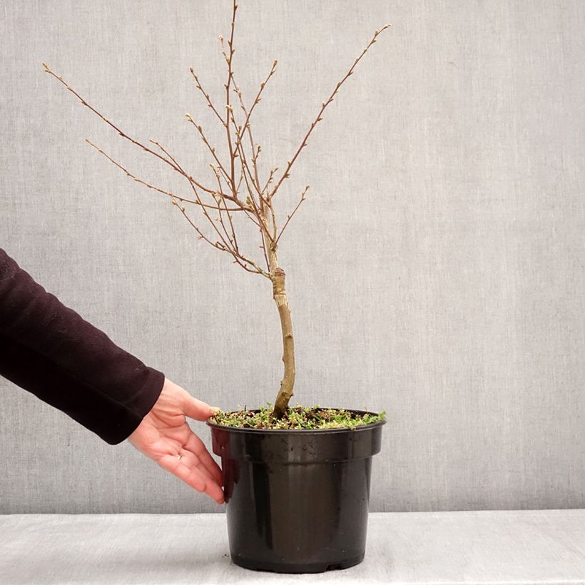 Exemplar von Europäische Hopfenbuche Marja Findling - Ostrya carpinifolia Topf mit 4L/5L wie im Winter geliefert