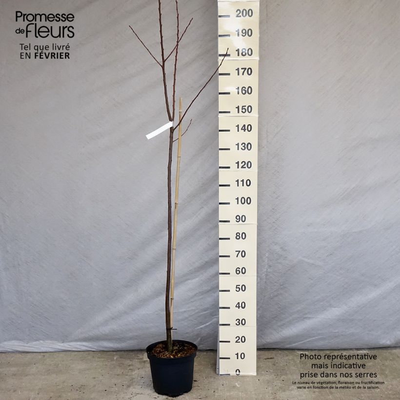 Exemplar von Esskastanie Marigoule - Castanea sativa Topf mit 7,5L/10L, Stämmchen wie im Winter geliefert