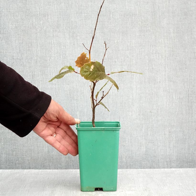 Exemplar von Esskastanie Marsol - Castanea sativa Topf 10 cm/11cm wie im Herbst geliefert