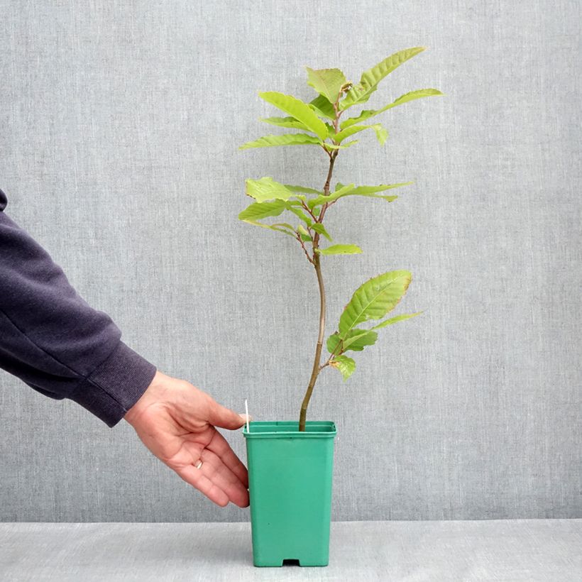 Exemplar von Esskastanie Marsol - Castanea sativa Topf 10 cm/11cm wie im Frühjahr geliefert