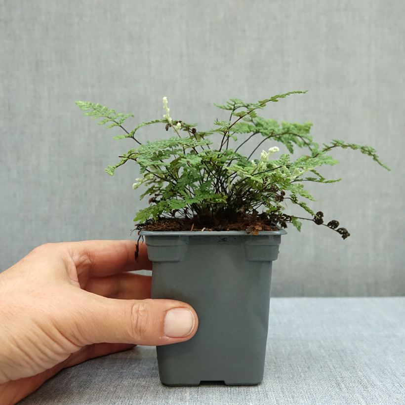 Exemplar von Cheilanthes lanosa Cimbra - Lippenfarn Kleine Töpfe von 8/9 cm wie im Herbst geliefert