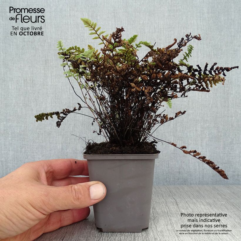Exemplar von Cheilanthes lanosa - Lippenfarn Kleine Töpfe von 8/9 cm wie im Herbst geliefert