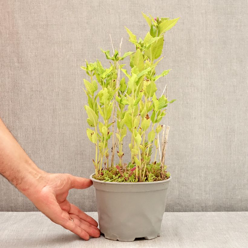 Exemplar von Chelone obliqua - Schildblume Topf mit 2L/3L wie im Sommer geliefert