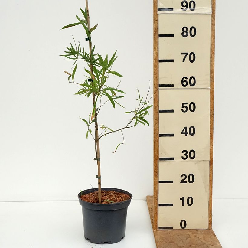 Exemplar von Quercus phellos - Weiden-Eiche Topf mit 4L/5L wie im Herbst geliefert