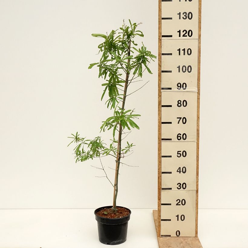 Exemplar von Quercus phellos - Weiden-Eiche Topf mit 4L/5L wie im Frühjahr geliefert