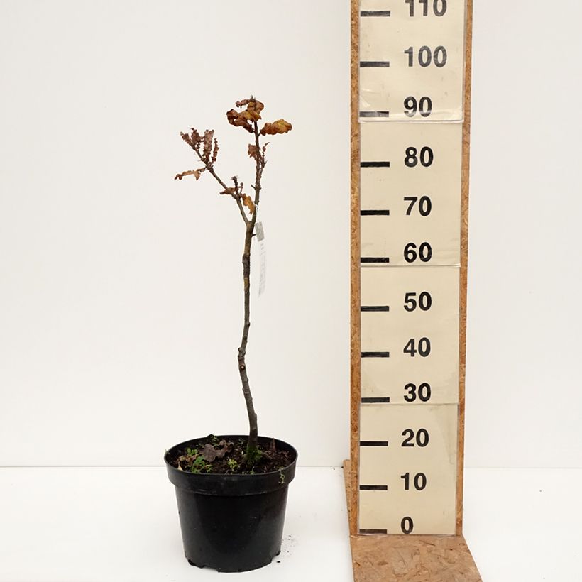 Exemplar von Quercus cerris Curly Head - Zerr-Eiche Topf mit 7,5L/10L wie im Herbst geliefert