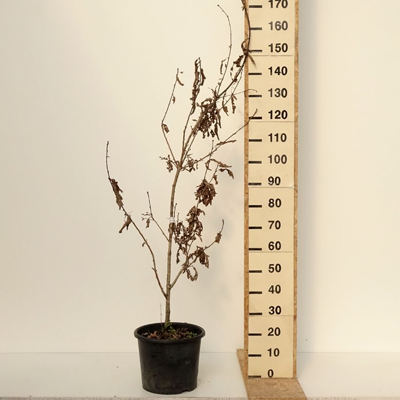 Exemplar von Quercus bimundorum Crimson spire - Säulen-Eiche Topf mit 7,5L/10L wie im Winter geliefert