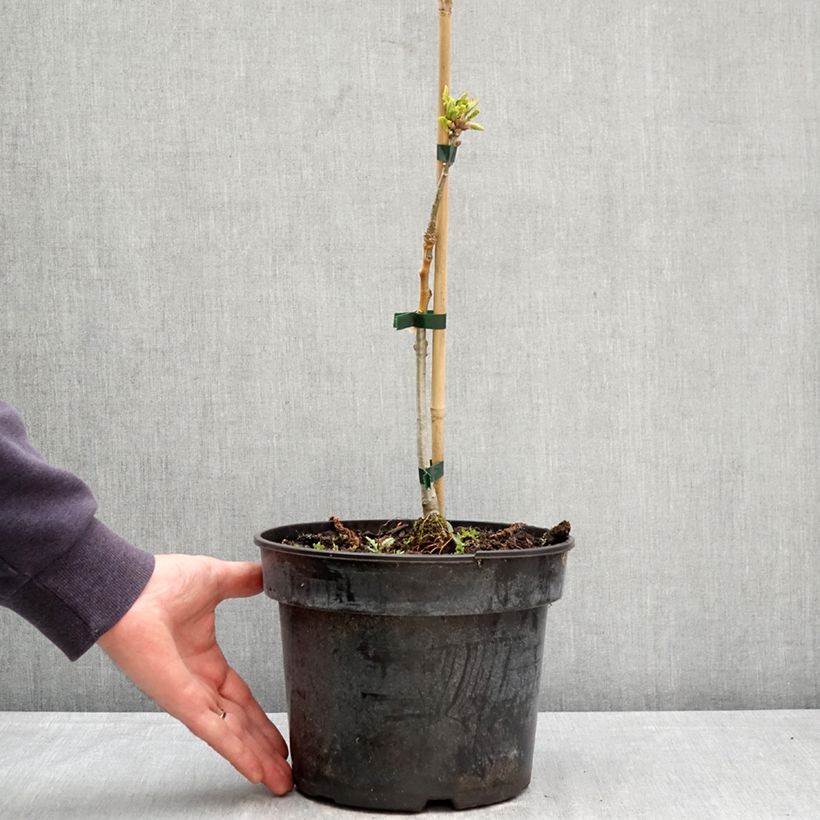 Exemplar von Quercus aliena - Orientalische Weiß-Eiche Topf mit 4L/5L wie im Frühjahr geliefert