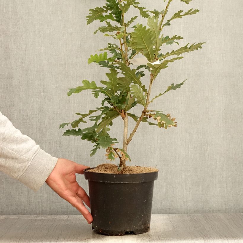 Exemplar von Quercus frainetto - Ungarische Eiche Topf mit 4L/5L wie im Herbst geliefert