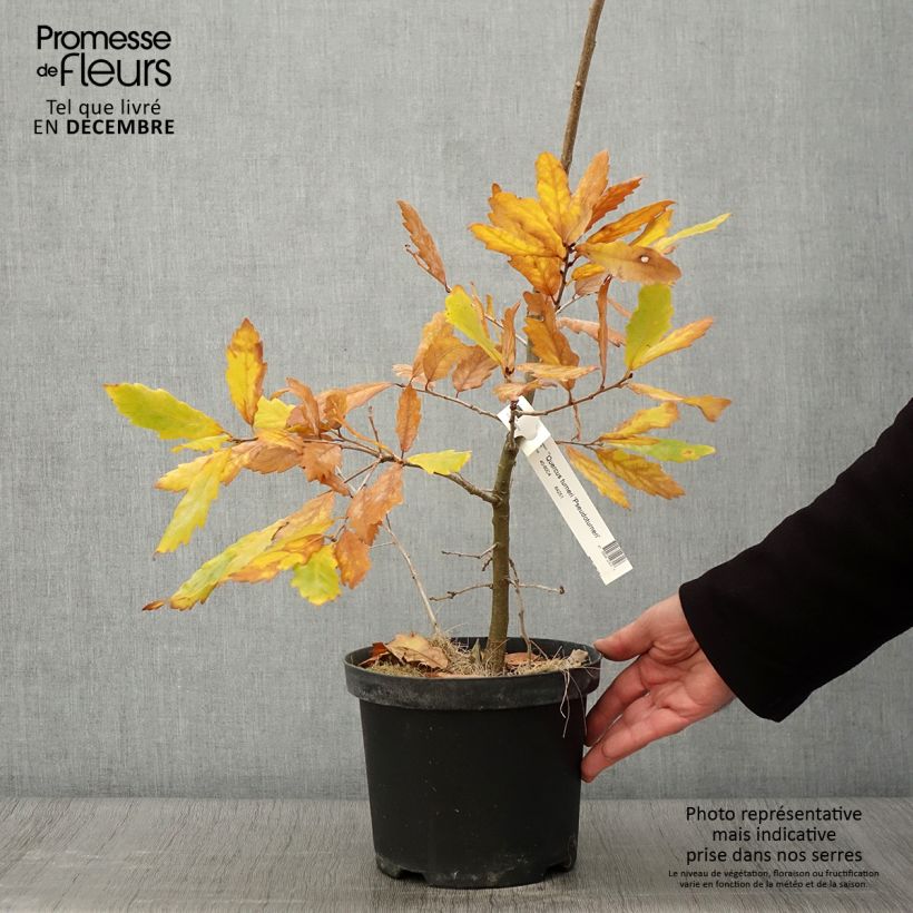 Exemplar von Quercus turneri var.pseudoturneri Spencer Turner - Turner-Eiche Topf mit 4L/5L wie im Herbst geliefert