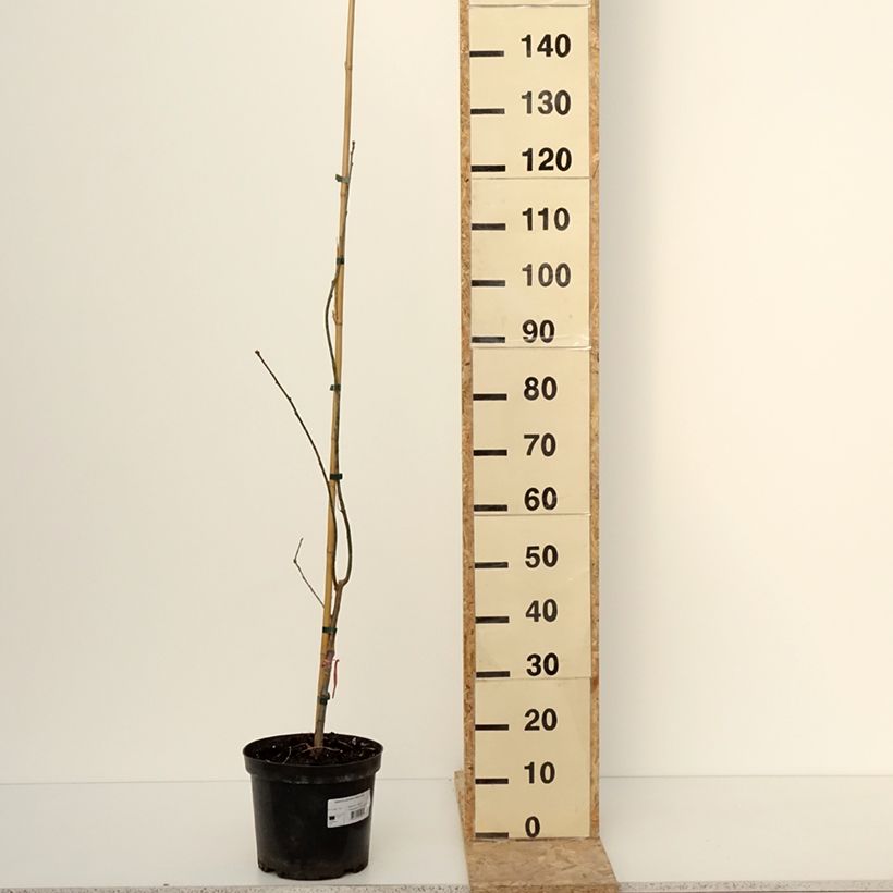 Exemplar von Quercus palustris Betty Jean - Sumpf-Eiche Topf mit 4L/5L wie im Winter geliefert