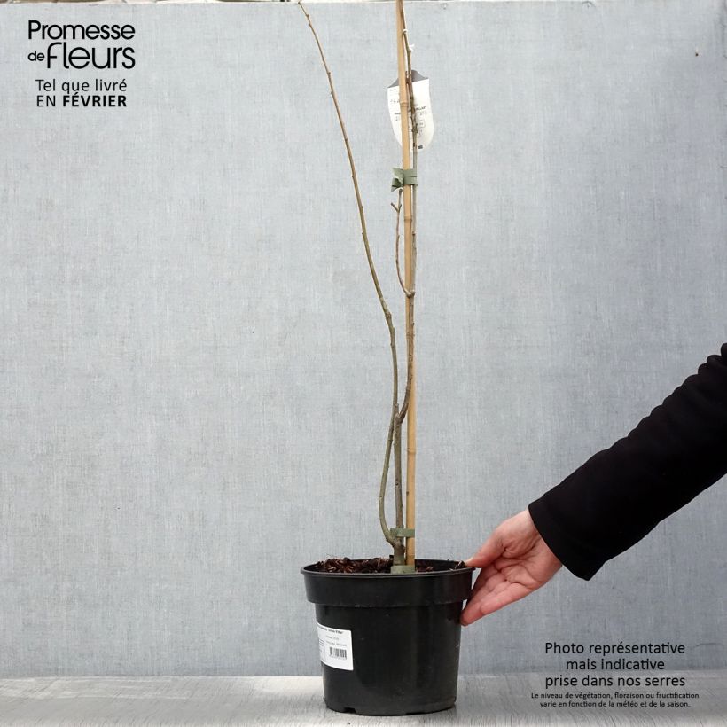 Exemplar von Quercus palustris Green Pillar 'Pringreen - Sumpf-Eiche Topf mit 4L/5L wie im Winter geliefert