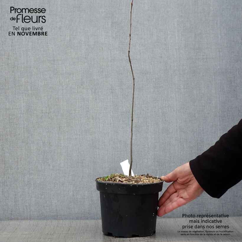 Exemplar von Quercus palustris - Sumpf-Eiche Topf mit 3L/4L wie im Herbst geliefert