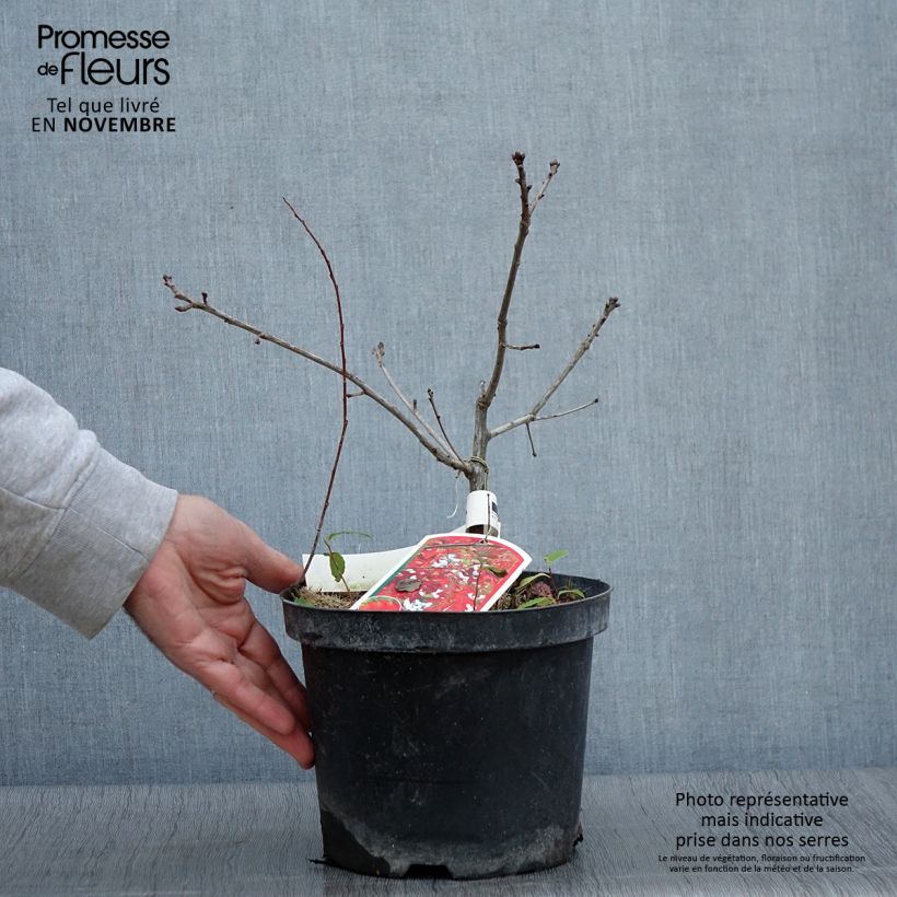Exemplar von Quercus coccinea Splendens - Scharlach-Eiche Topf mit 4L/5L wie im Herbst geliefert