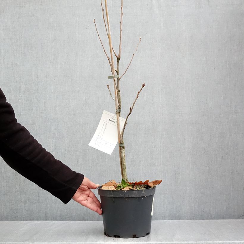 Exemplar von Quercus robur Monument - Stiel-Eiche Topf mit 4L/5L wie im Herbst geliefert