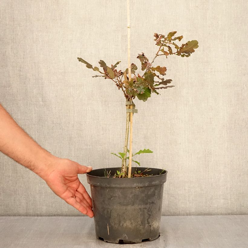 Exemplar von Quercus robur Atropurpurea - Stiel-Eiche Topf mit 4L/5L wie im Sommer geliefert