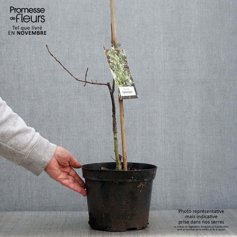Exemplar von Quercus robur Argenteomarginata - Stiel-Eiche Topf mit 4L/5L wie im Herbst geliefert