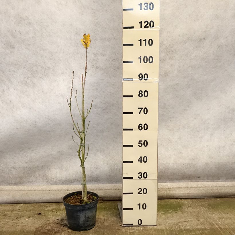Exemplar von Quercus robur Fastigiata - Stiel-Eiche Topf mit 4L/5L wie im Herbst geliefert
