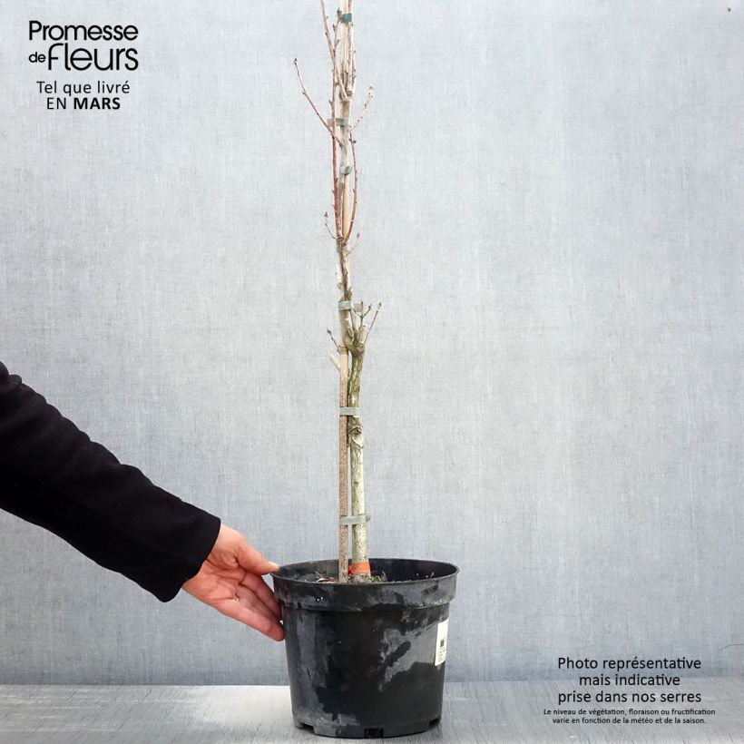 Exemplar von Quercus robur Fastigiata - Stiel-Eiche Topf mit 4L/5L wie im Frühjahr geliefert