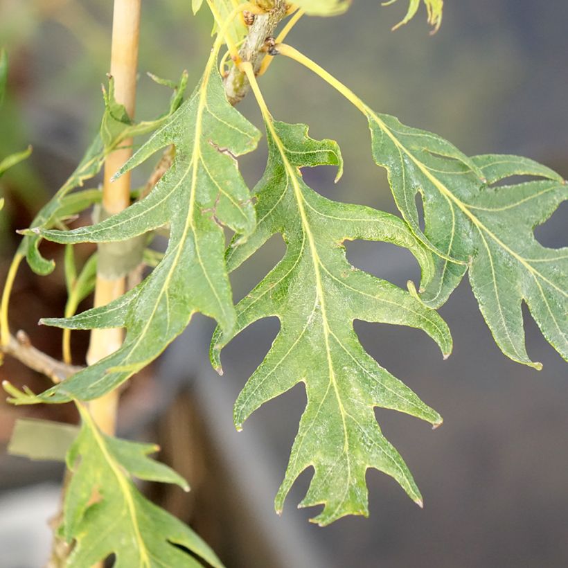 Quercus robur Miky - Stiel-Eiche (Laub)