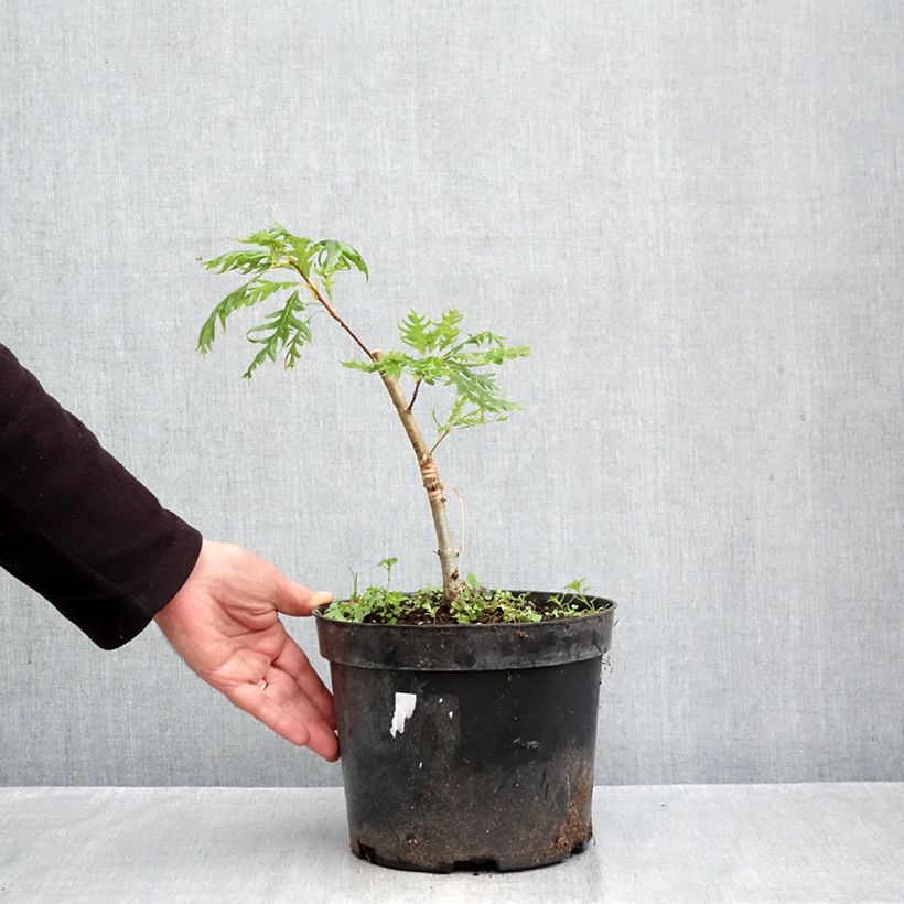 Exemplar von Quercus robur Miky - Stiel-Eiche Topf mit 4L/5L wie im Herbst geliefert