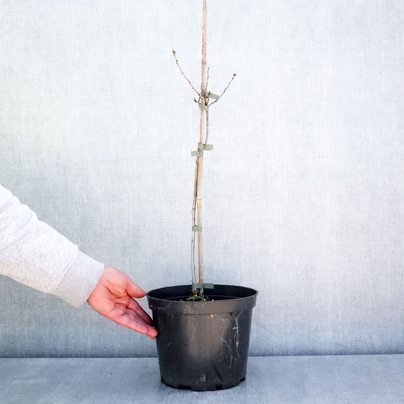 Exemplar von Quercus robur Miky - Stiel-Eiche Topf mit 4L/5L wie im Frühjahr geliefert
