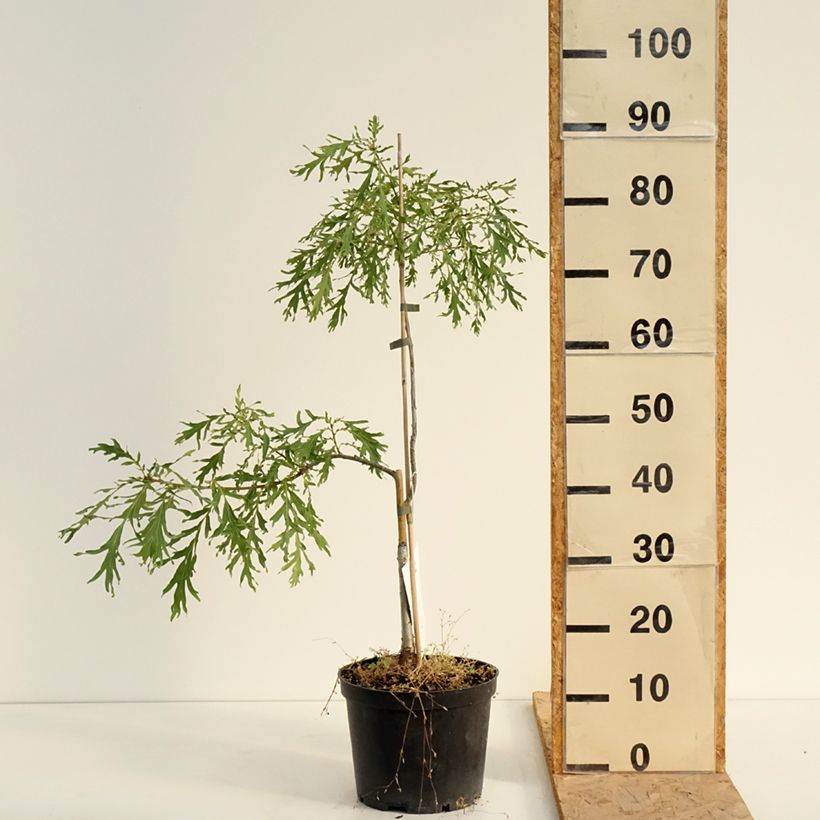 Exemplar von Quercus robur Posnania - Stiel-Eiche Topf mit 4L/5L wie im Sommer geliefert