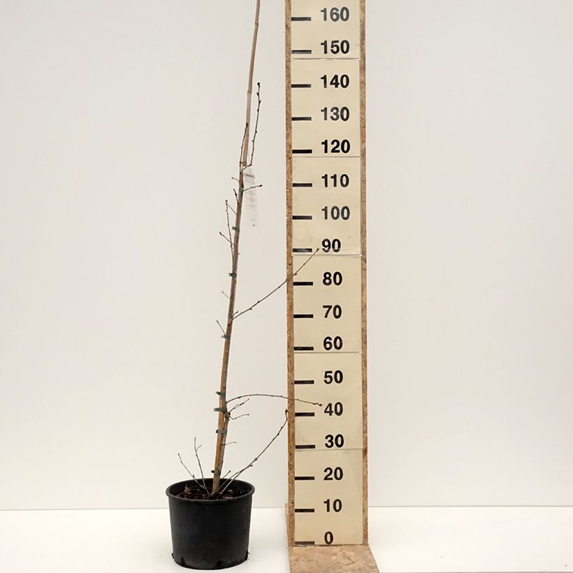 Exemplar von Quercus robur - Stiel-Eiche Topf mit 7,5L/10L wie im Winter geliefert