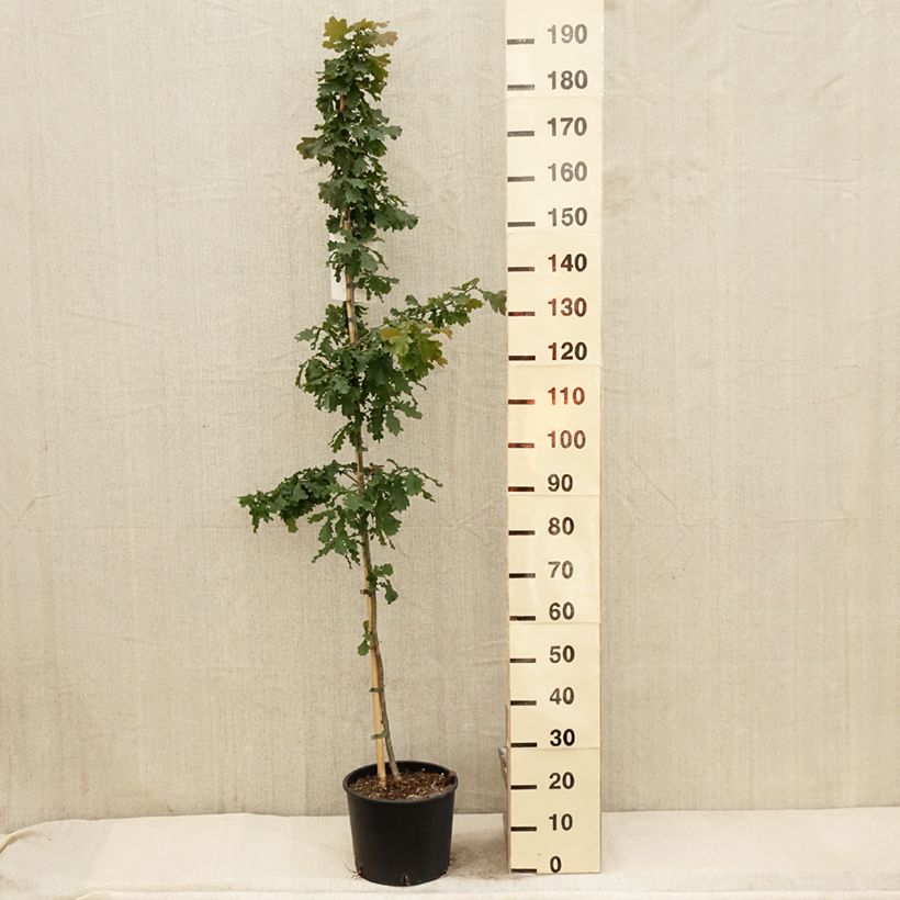 Exemplar von Quercus robur - Stiel-Eiche Topf mit 7,5L/10L wie im Frühjahr geliefert