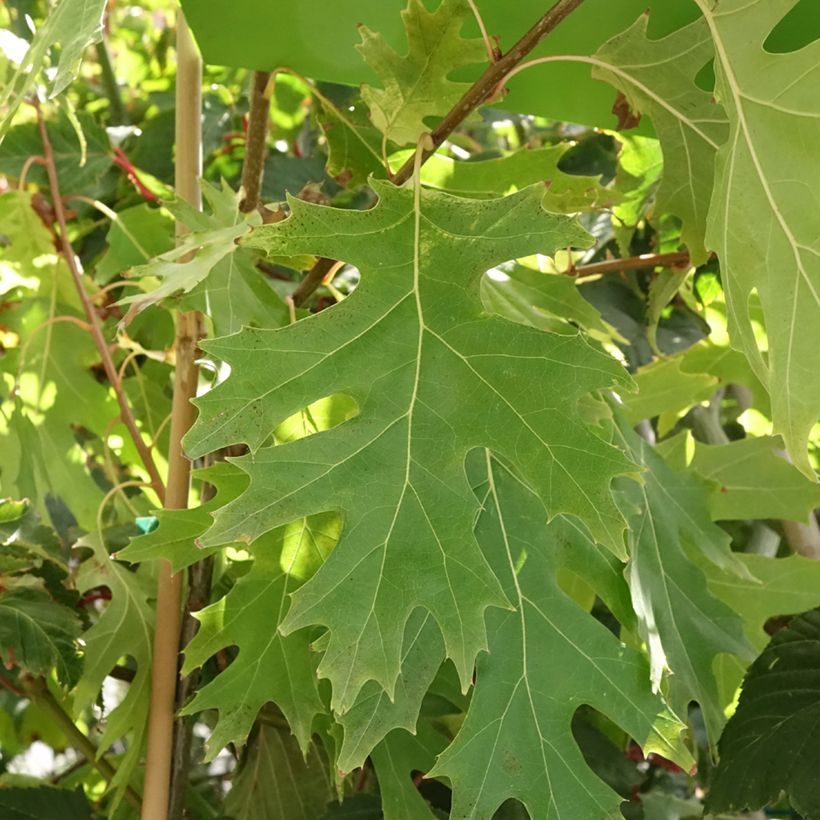 Quercus rubra Boltes Gold - Roteiche (Laub)