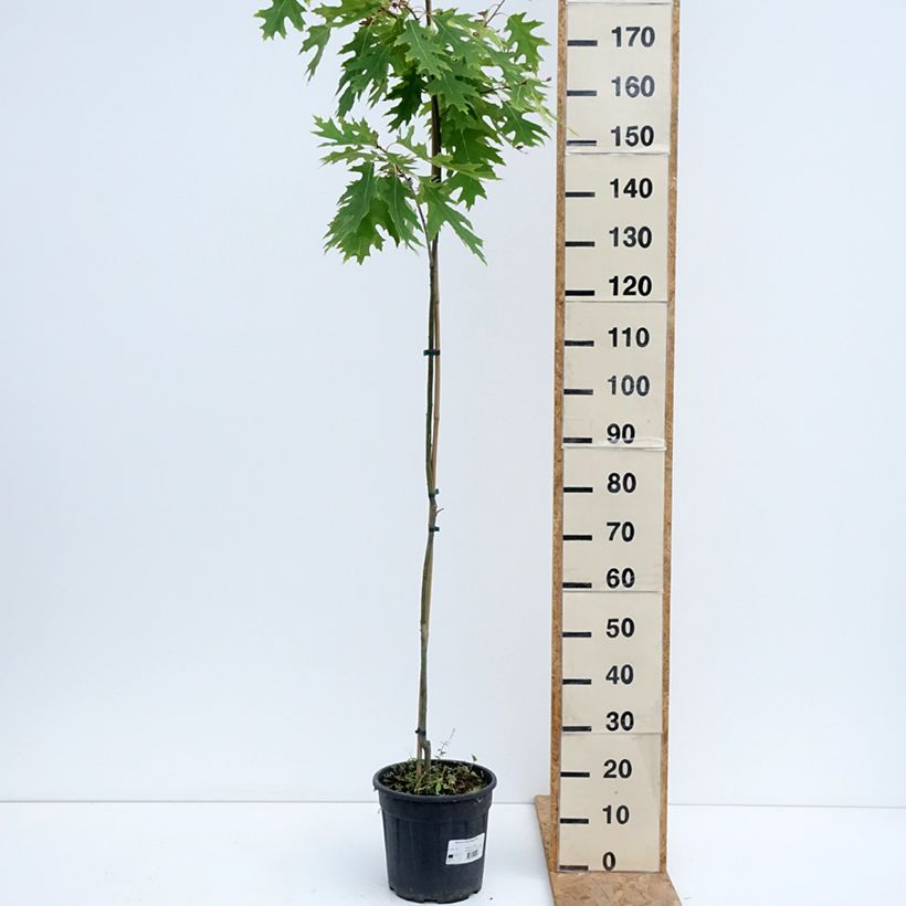 Exemplar von Quercus rubra Boltes Gold - Roteiche Topf mit 7,5L/10L wie im Sommer geliefert