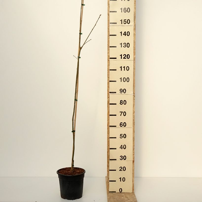 Exemplar von Quercus rubra Boltes Gold - Roteiche Topf mit 7,5L/10L wie im Winter geliefert