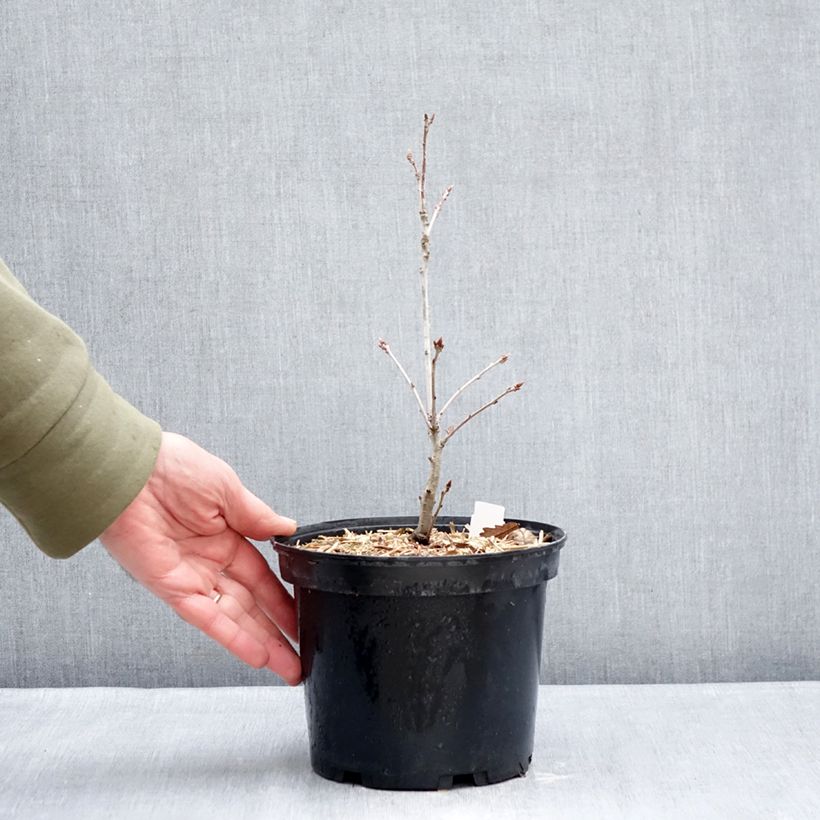 Exemplar von Quercus petraea - Trauben-Eiche Topf mit 2L/3L wie im Winter geliefert