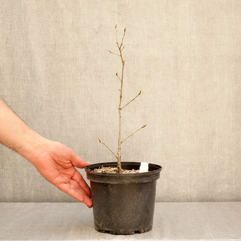 Exemplar von Quercus petraea - Trauben-Eiche Topf mit 2L/3L wie im Frühjahr geliefert