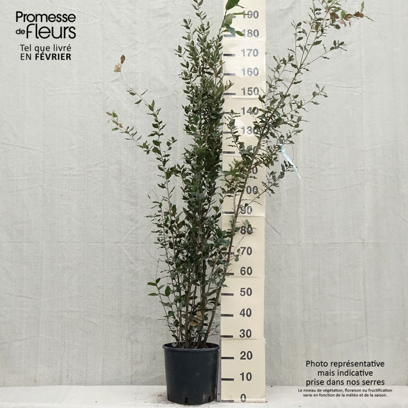 Exemplar von Quercus ilex - Stein-Eiche Topf mit 7,5L/10L wie im Winter geliefert