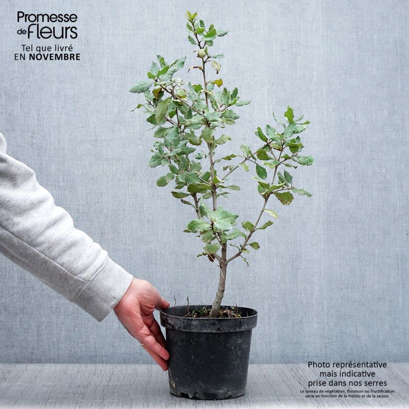 Exemplar von Quercus ilex - Stein-Eiche Topf mit 3L/4L wie im Herbst geliefert
