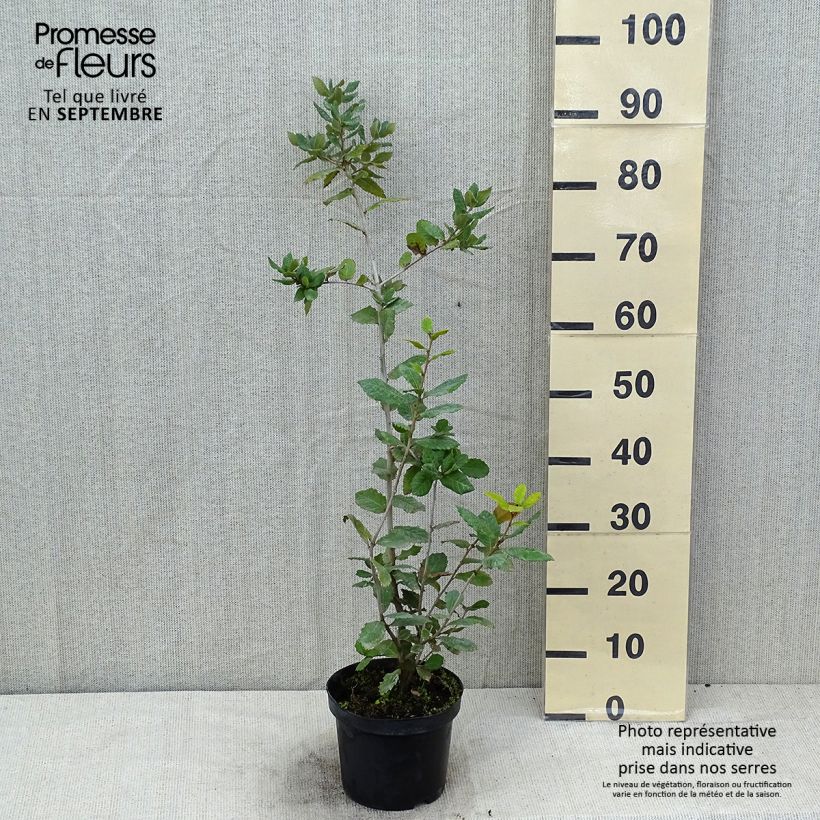Exemplar von Quercus ilex - Stein-Eiche Topf mit 3L/4L, Strauch wie im Sommer geliefert