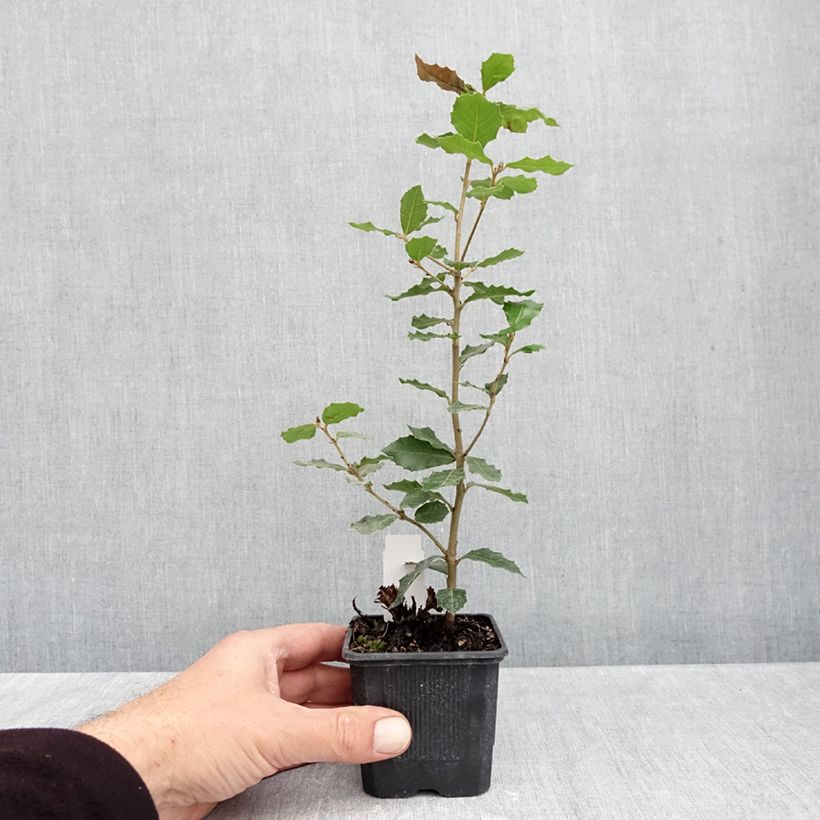 Exemplar von Quercus ilex - Stein-Eiche Kleine Töpfe von 8/9 cm wie im Herbst geliefert