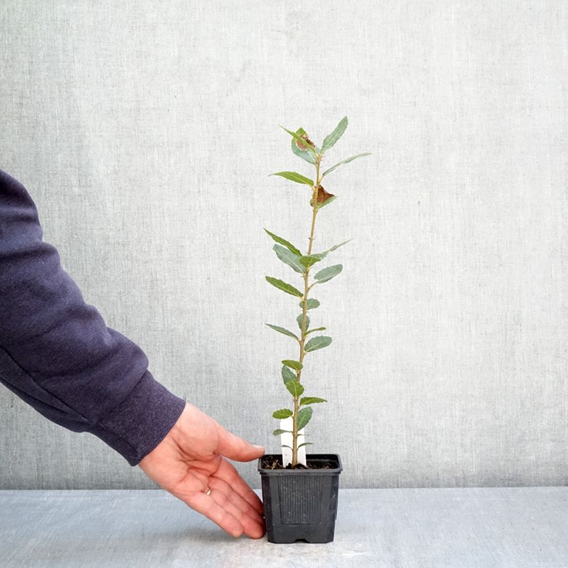 Exemplar von Quercus ilex - Stein-Eiche Kleine Töpfe von 8/9 cm wie im Frühjahr geliefert