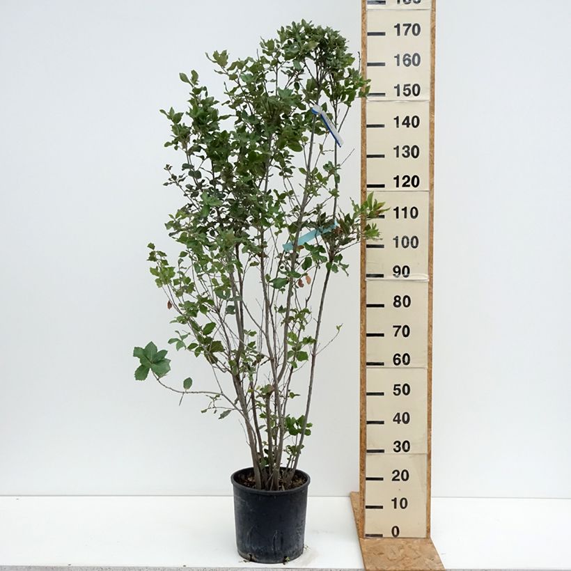 Exemplar von Quercus ilex - Stein-Eiche Topf mit 7,5L/10L wie im Sommer geliefert