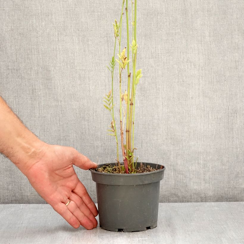Exemplar von Zuckerwurzel - Sium sisarum Topf mit 1,5L/2L wie im Sommer geliefert
