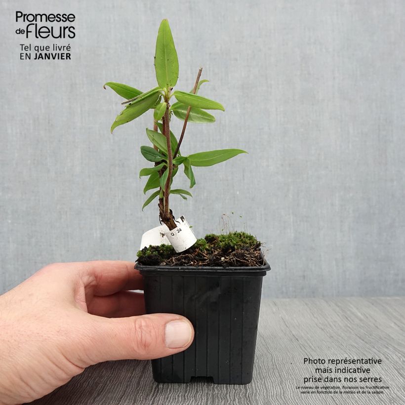 Exemplar von Lonicera henryi - Immergrünes Geißblatt Kleine Töpfe von 8/9 cm wie im Winter geliefert