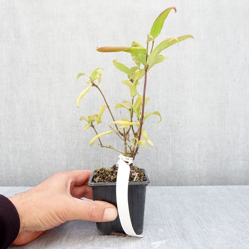 Exemplar von Lonicera henryi - Immergrünes Geißblatt Kleine Töpfe von 8/9 cm wie im Herbst geliefert