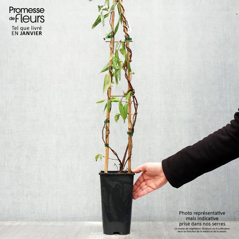 Exemplar von Lonicera henryi - Immergrünes Geißblatt Topf mit 2L/3L wie im Winter geliefert