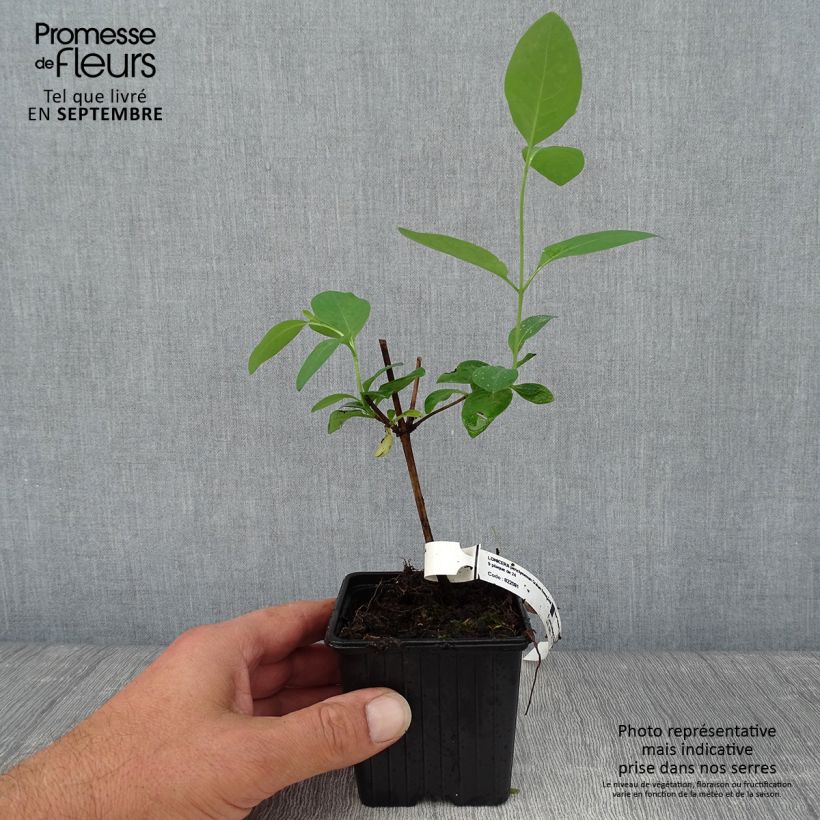 Exemplar von Lonicera periclymenum Graham thomas - Wald-Geißschlinge Kleine Töpfe von 8/9 cm wie im Herbst geliefert