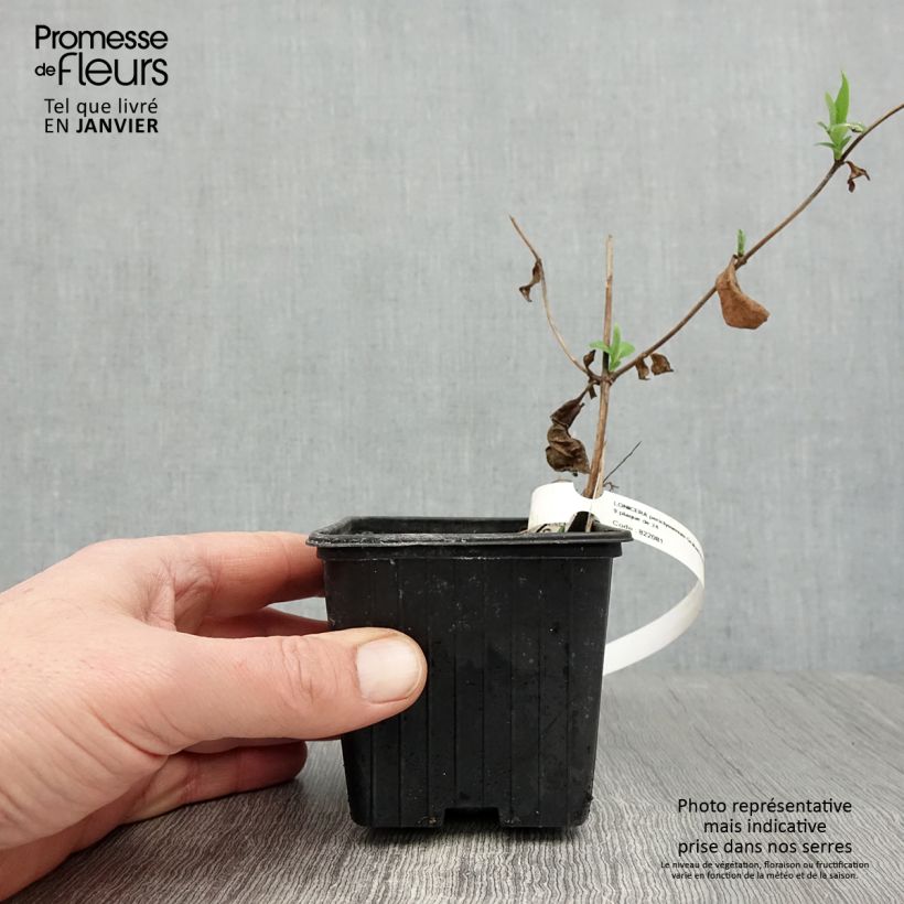 Exemplar von Lonicera periclymenum Graham thomas - Wald-Geißschlinge Kleine Töpfe von 8/9 cm wie im Winter geliefert