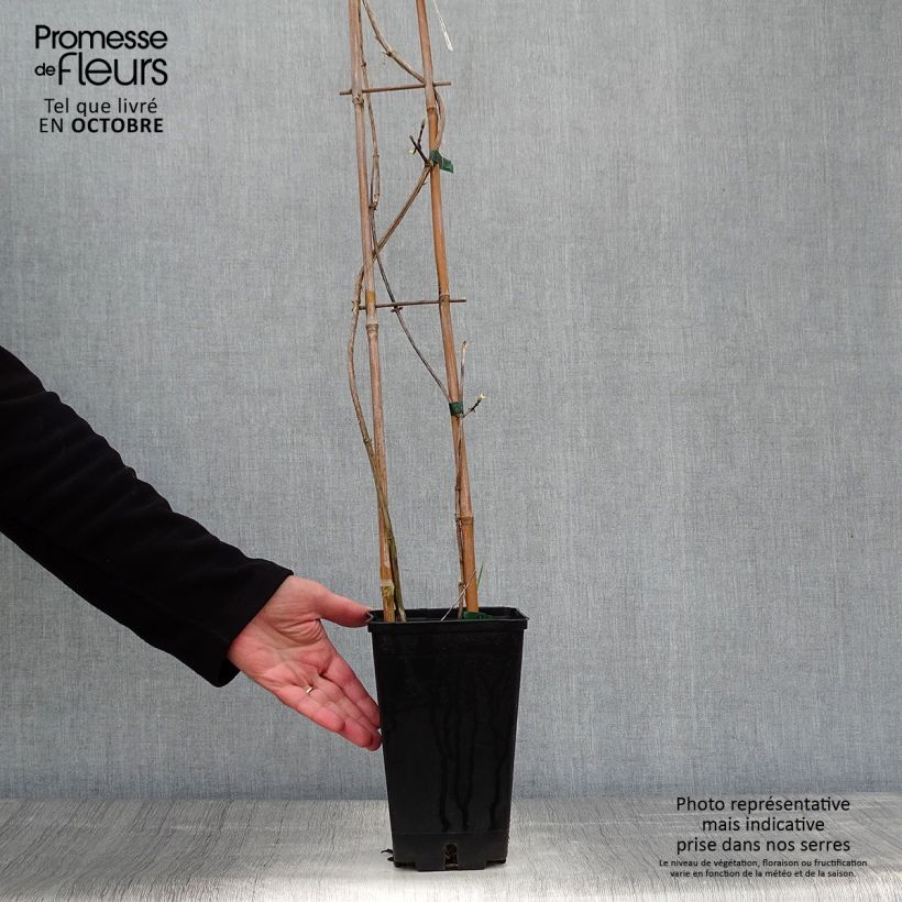 Exemplar von Lonicera periclymenum Graham thomas - Wald-Geißschlinge Topf mit 2L/3L wie im Herbst geliefert
