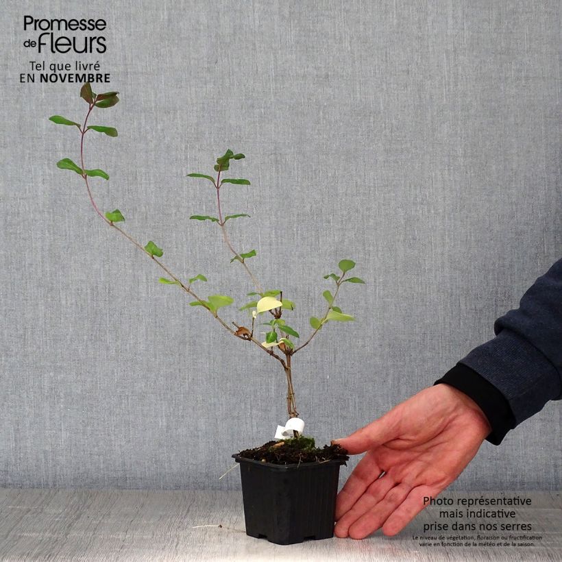 Exemplar von Lonicera periclymenum Serotina - Wald-Geißschlinge Kleine Töpfe von 8/9 cm wie im Herbst geliefert