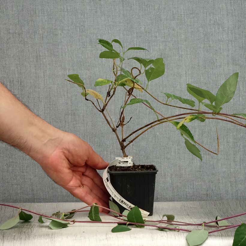 Exemplar von Lonicera periclymenum Serotina - Wald-Geißschlinge Kleine Töpfe von 8/9 cm wie im Sommer geliefert